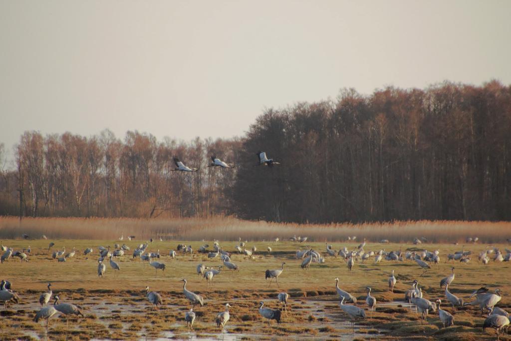 Kuskahusen Vandrarhem Andrarum-Brosarp Exterior foto
