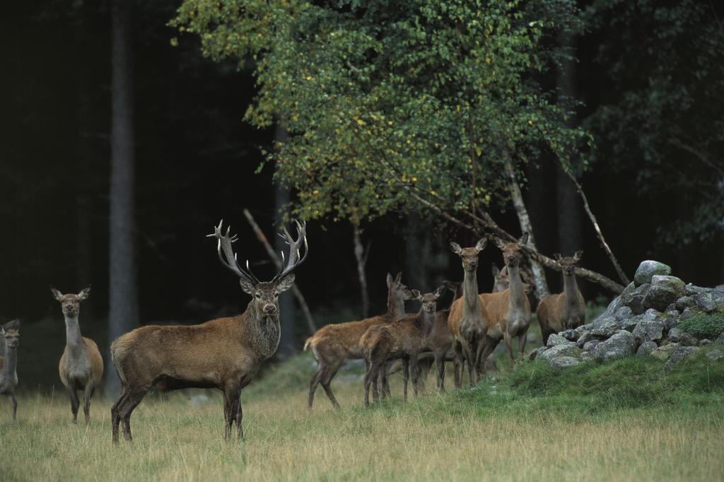 Kuskahusen Vandrarhem Andrarum-Brosarp Exterior foto